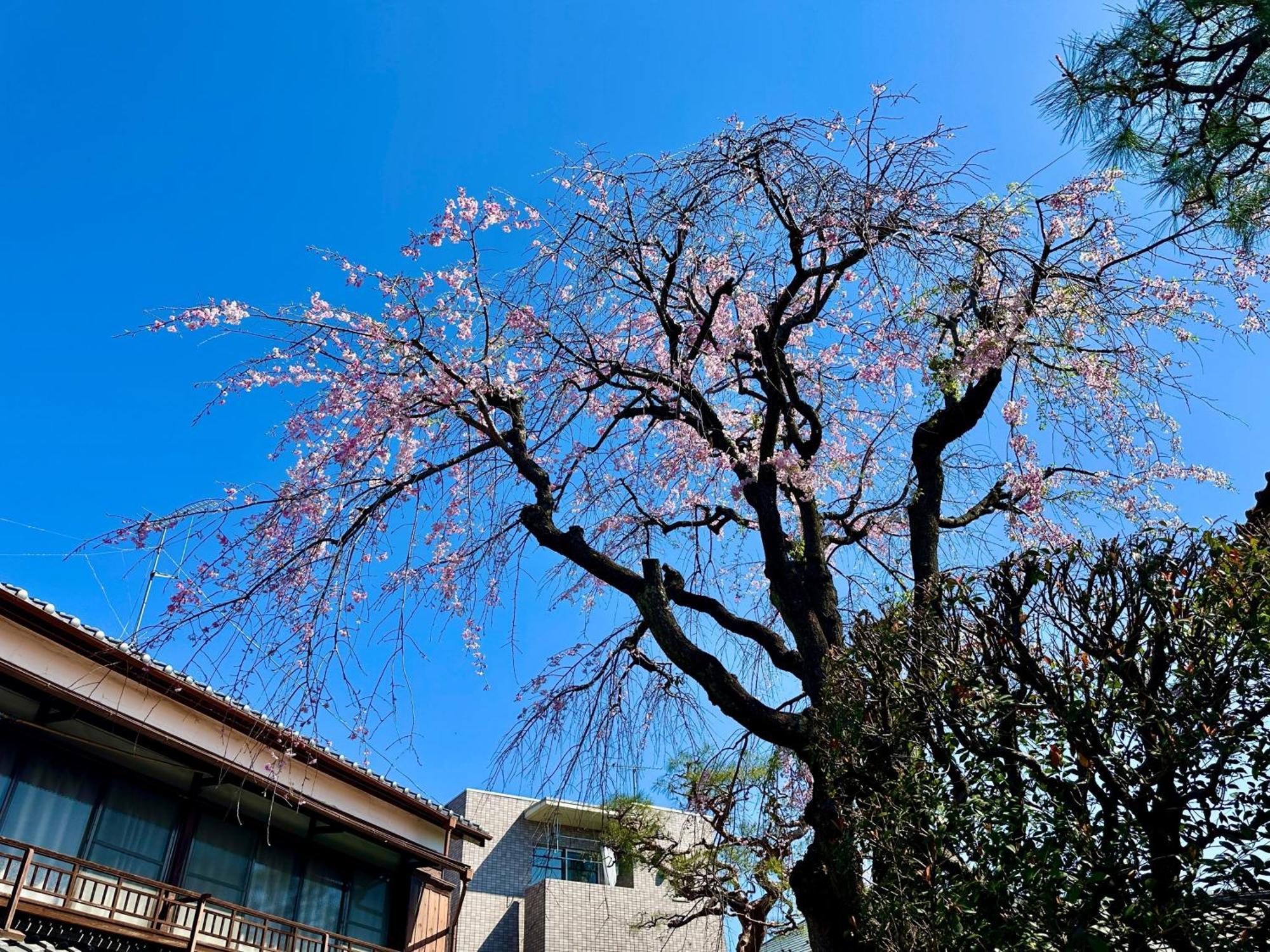 Family Or Business Travel 20 Percent Off丨200 Sqm 丨 14 Min To Shinjuku 丨century-Old Japanese Garden 丨3 Parking Spaces丨4 Bedrooms Tokyo Ngoại thất bức ảnh